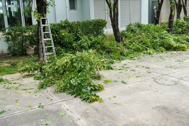 Why Choose Our Tree Removal Services in Custer, SD?