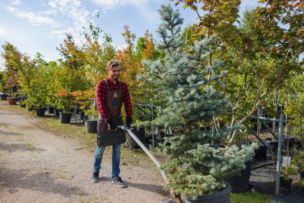 Trusted Custer, SD Tree Services Experts